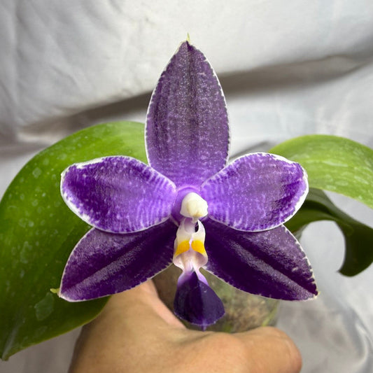 QA-183 Phalaenopsis MS Blue Sapphire - Seed Grown 260804 Flowering