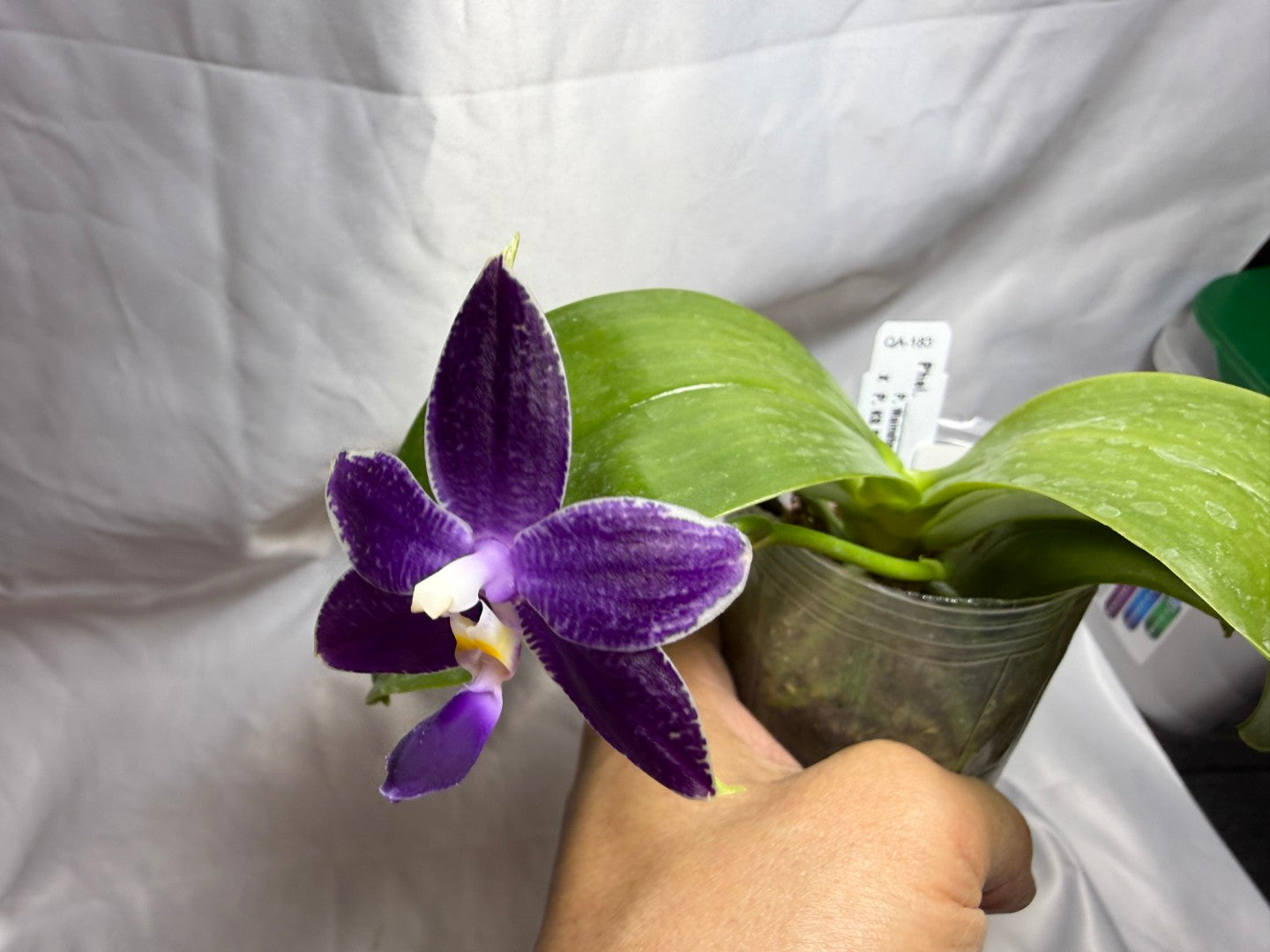 QA-183 Phalaenopsis MS Blue Sapphire - Seed Grown 260804 Flowering