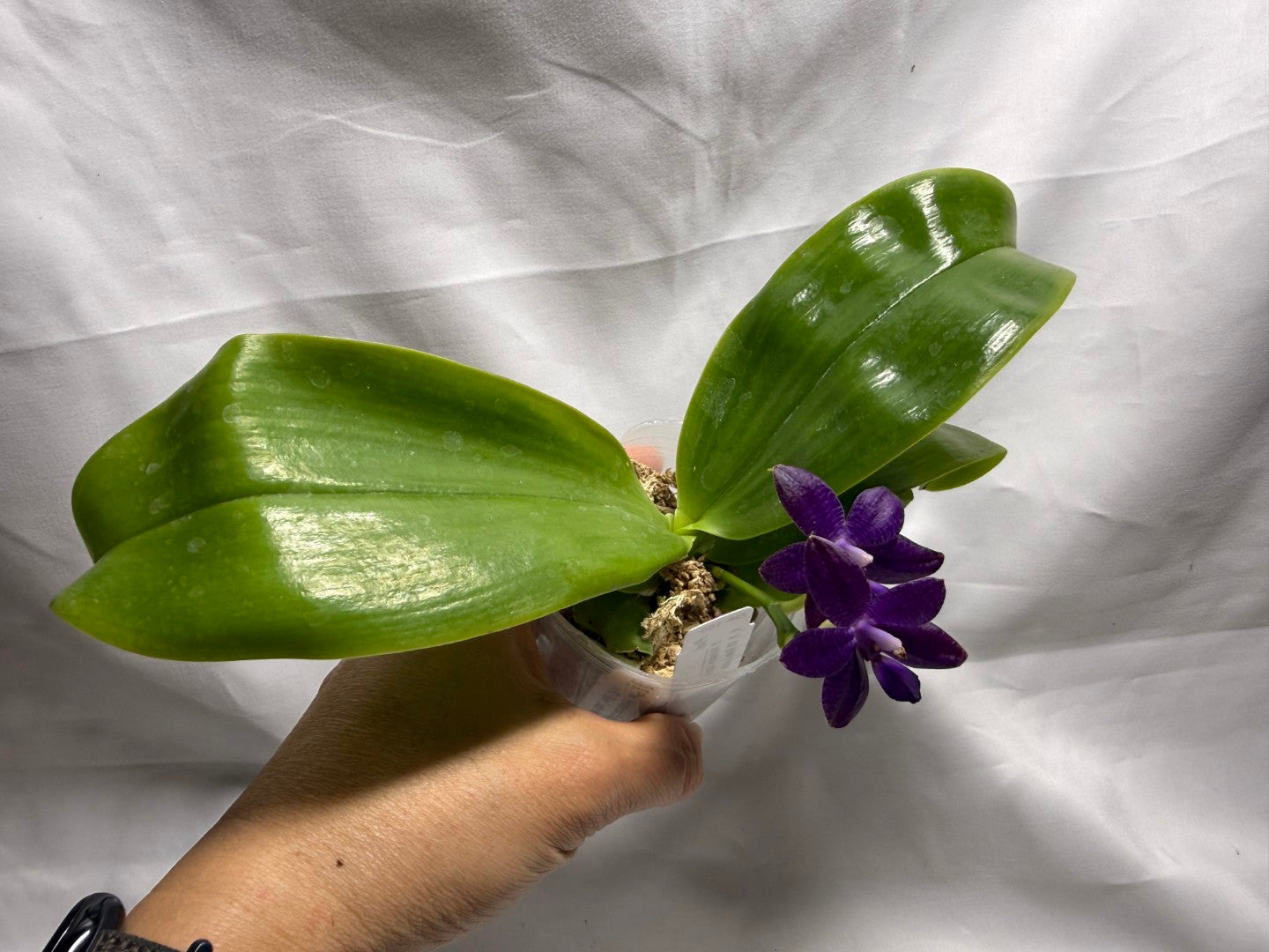 QA183 Phalaenopsis Mainshow Sapphire x KS Blue Ludde - Seed Grown 260626 Flowering