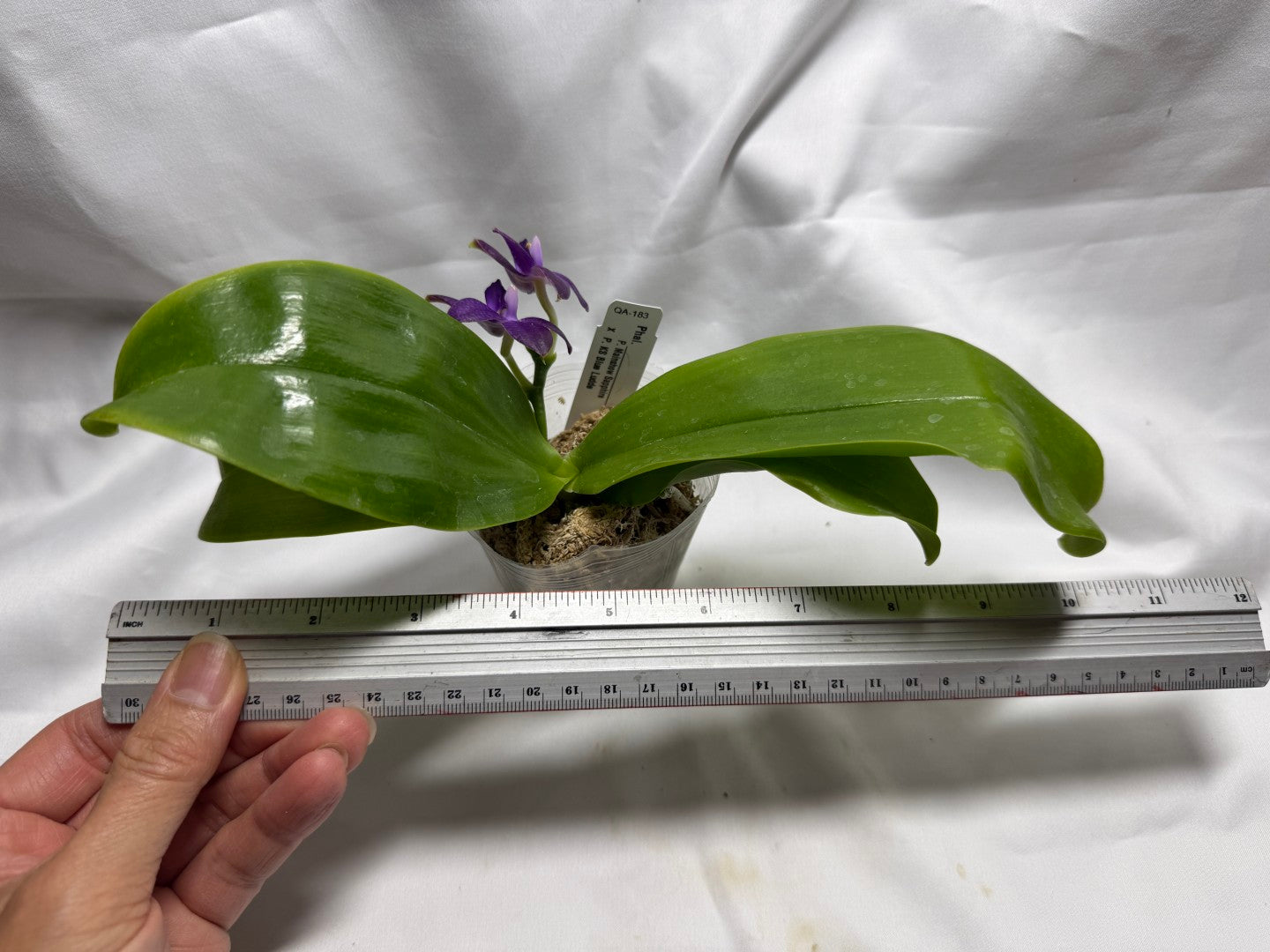 QA183 Phalaenopsis Mainshow Sapphire x KS Blue Ludde - Seed Grown 260626 Flowering