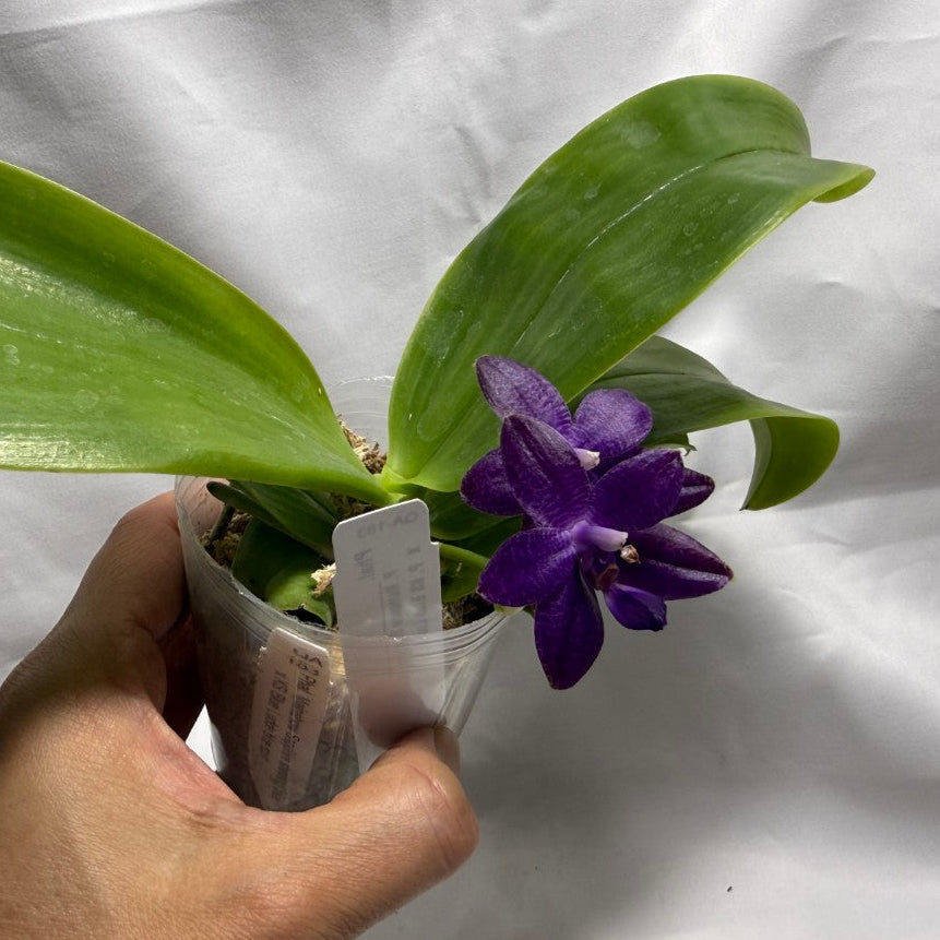 QA183 Phalaenopsis Mainshow Sapphire x KS Blue Ludde - Seed Grown 260626 Flowering