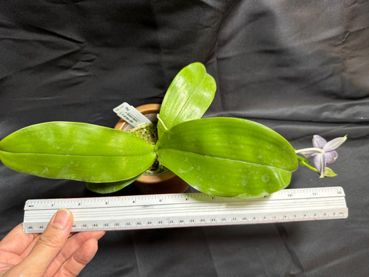 QA-183 Phalaenopsis MS Blue Sapphire - Seed Grown 260707-B Flowering