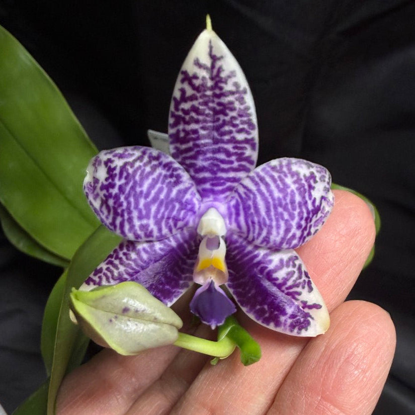 QA-183 Phalaenopsis MS Blue Sapphire - Seed Grown 260707-B Flowering