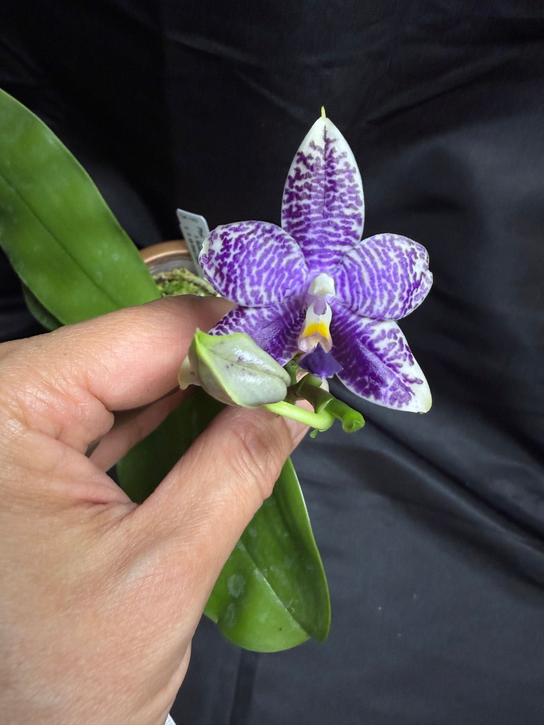QA-183 Phalaenopsis MS Blue Sapphire - Seed Grown 260707-B Flowering