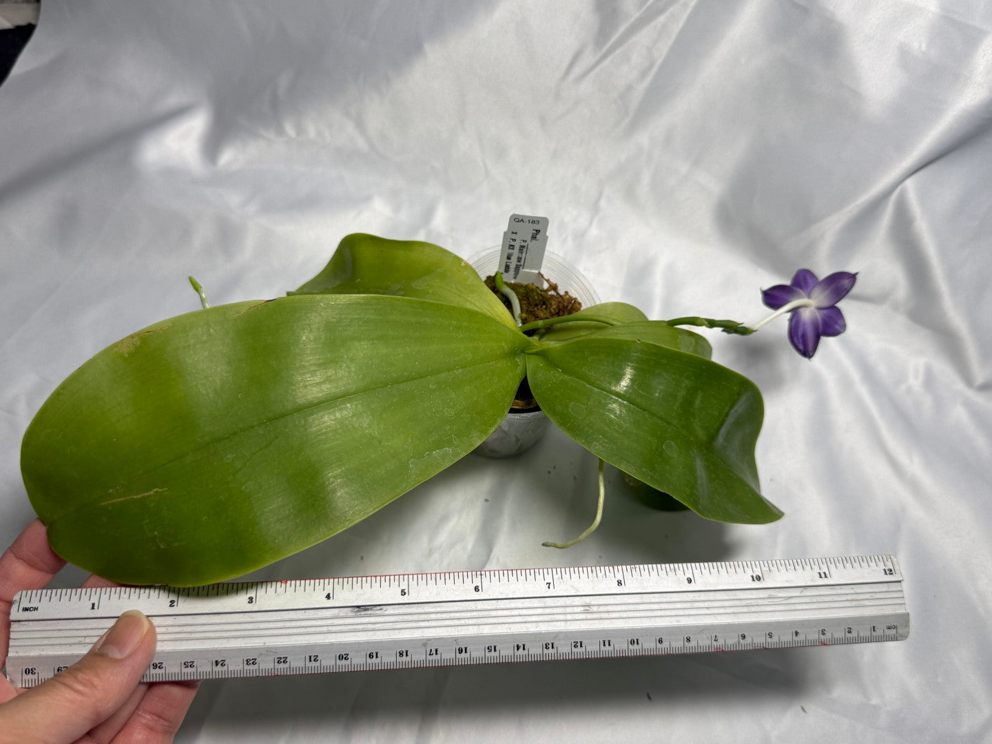 QA-183 Phalaenopsis MS Blue Sapphire - Seed Grown 260830 Flowering