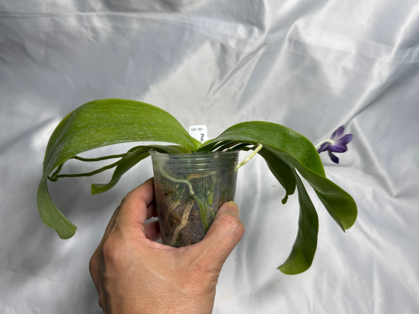 QA-183 Phalaenopsis MS Blue Sapphire - Seed Grown 260830 Flowering