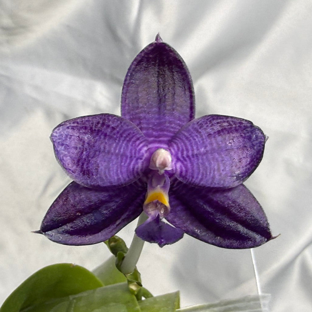 QA-183 Phalaenopsis MS Blue Sapphire - Seed Grown 260830 Flowering