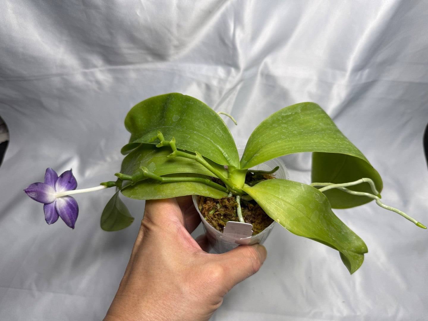 QA-183 Phalaenopsis MS Blue Sapphire - Seed Grown 260830 Flowering