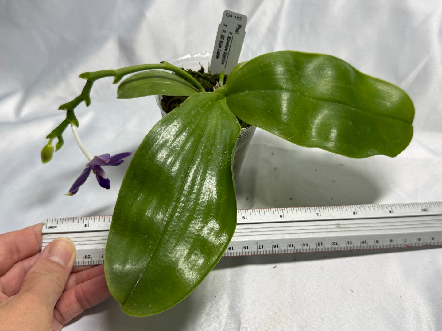 QA-183 Phalaenopsis MS Blue Sapphire - Seed Grown 260831 Flowering