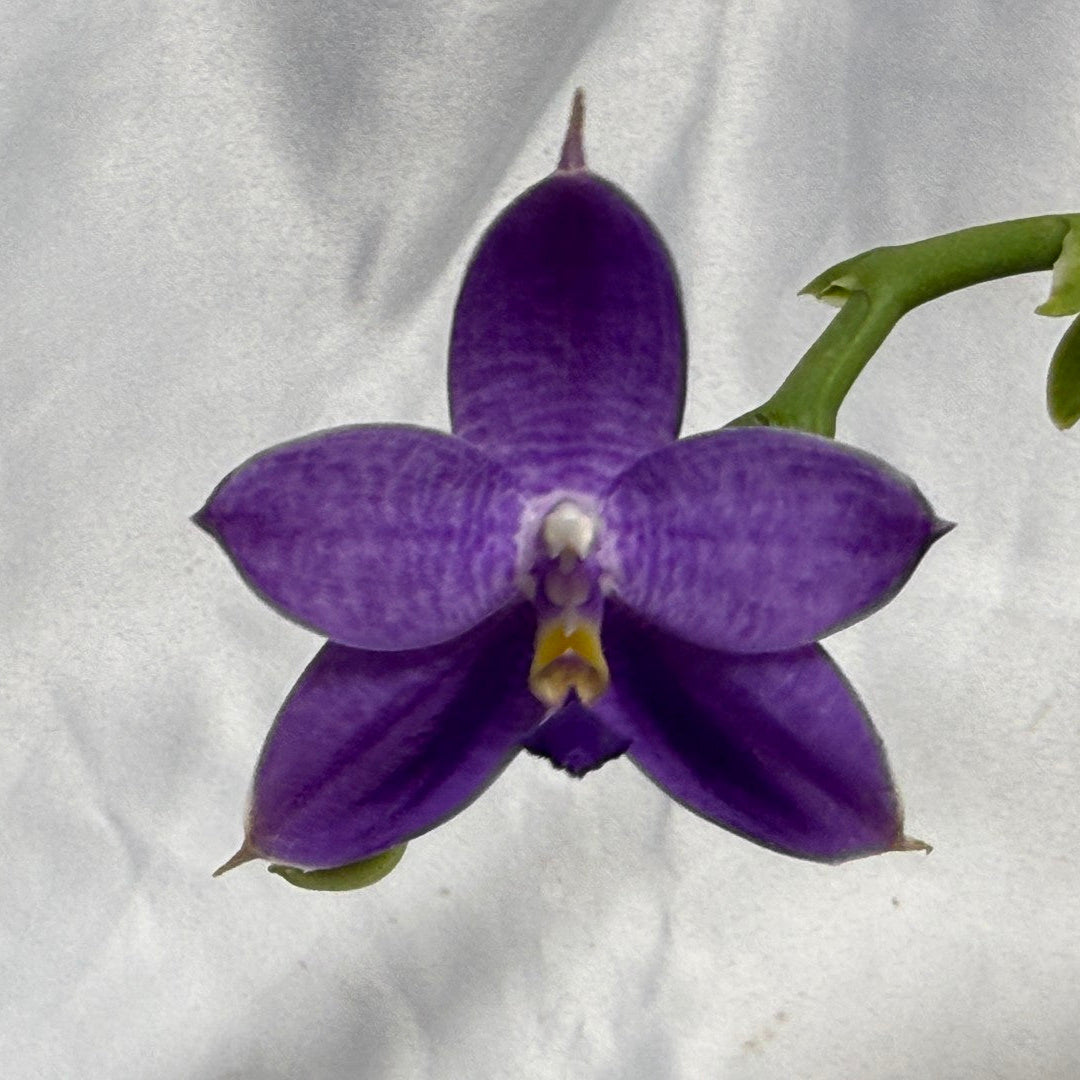 A single purple orchid flower with a green stem, photographed against a wrinkled white fabric background.