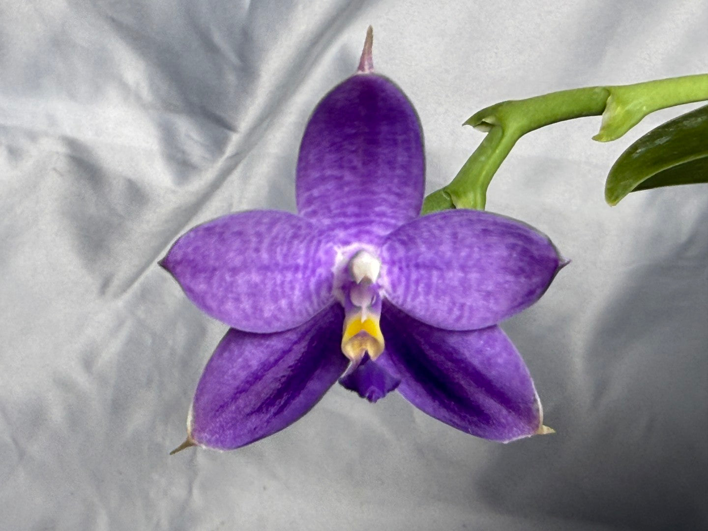 QA-183 Phalaenopsis MS Blue Sapphire - Seed Grown 260831 Flowering