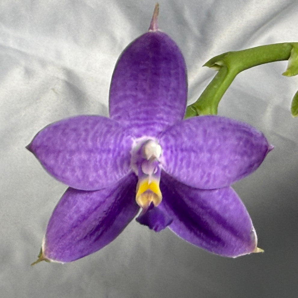 A single purple orchid flower with a yellow and white center, attached to a green stem, photographed against a wrinkled light gray fabric background.