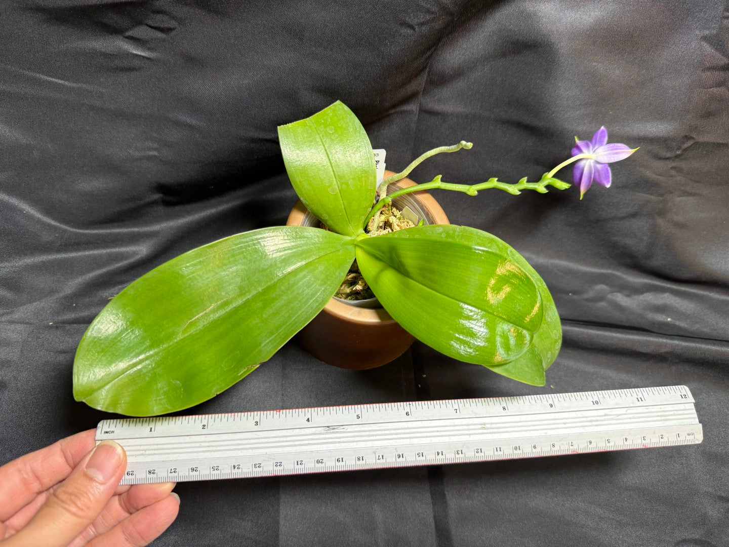 QA-183 Phalaenopsis MS Blue Sapphire - Seed Grown 260707-A Flowering
