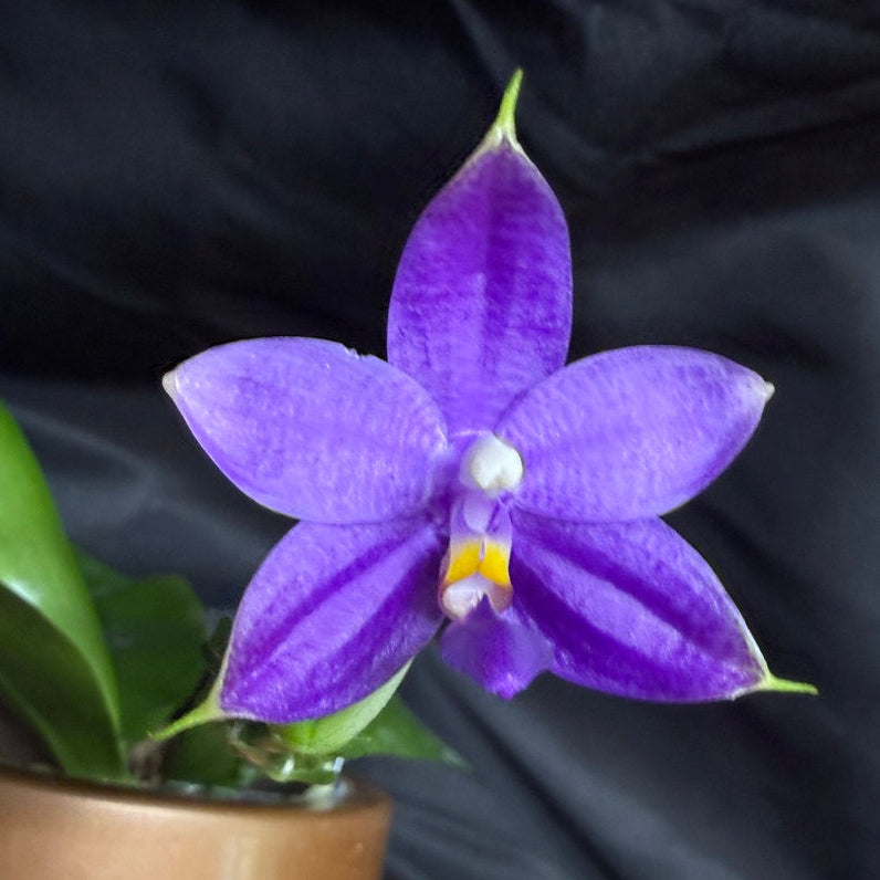 QA-183 Phalaenopsis MS Blue Sapphire - Seed Grown 260707-A Flowering