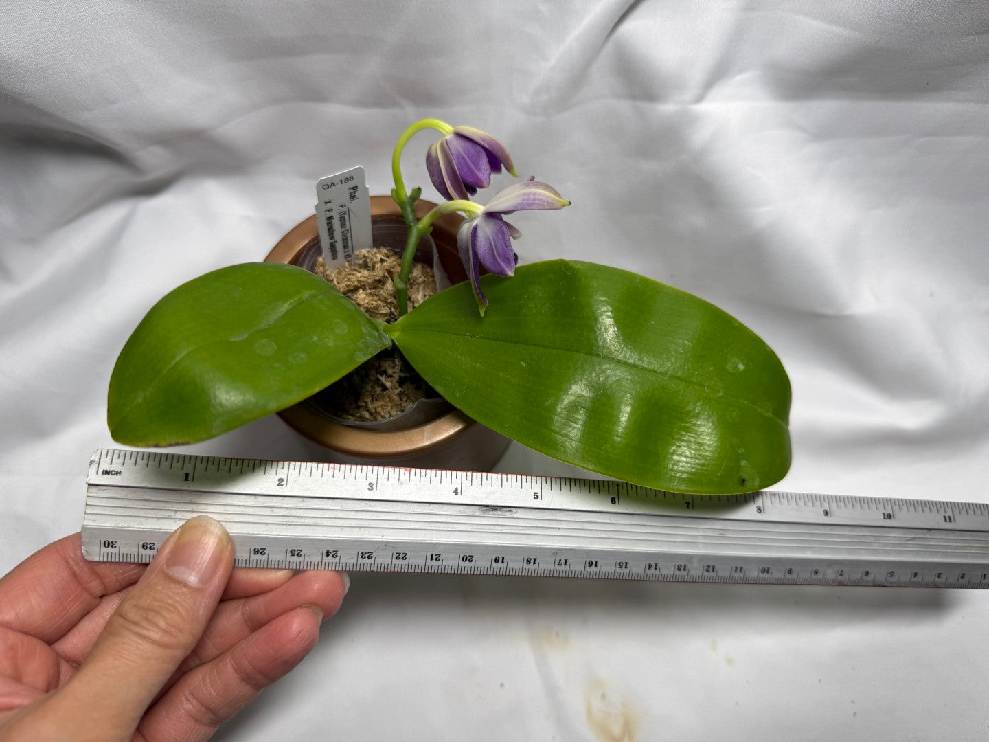 QA188 Phalaenopsis (Yaphon Christmas x KS Blue Ludde) x Mainshow Sapphire - Seed Grown 260626 Flowering