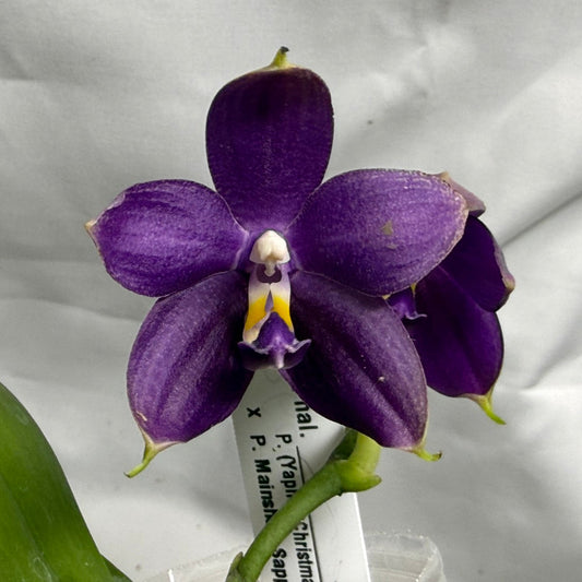 QA188 Phalaenopsis (Yaphon Christmas x KS Blue Ludde) x Mainshow Sapphire - Seed Grown 260626 Flowering