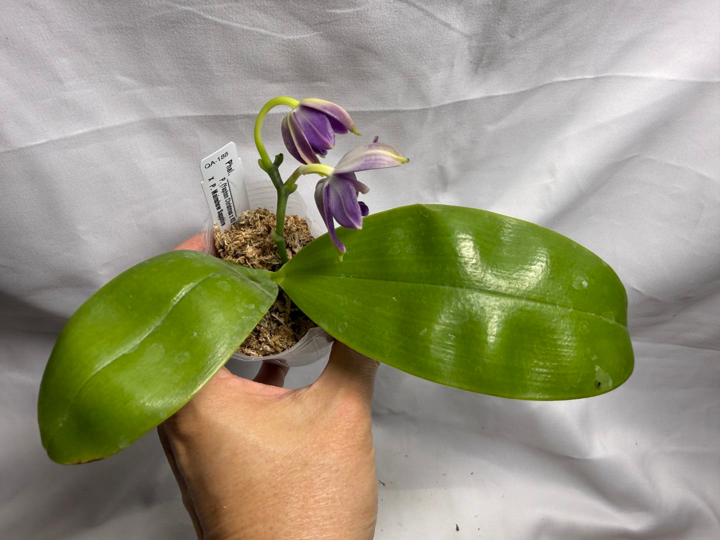 QA188 Phalaenopsis (Yaphon Christmas x KS Blue Ludde) x Mainshow Sapphire - Seed Grown 260626 Flowering