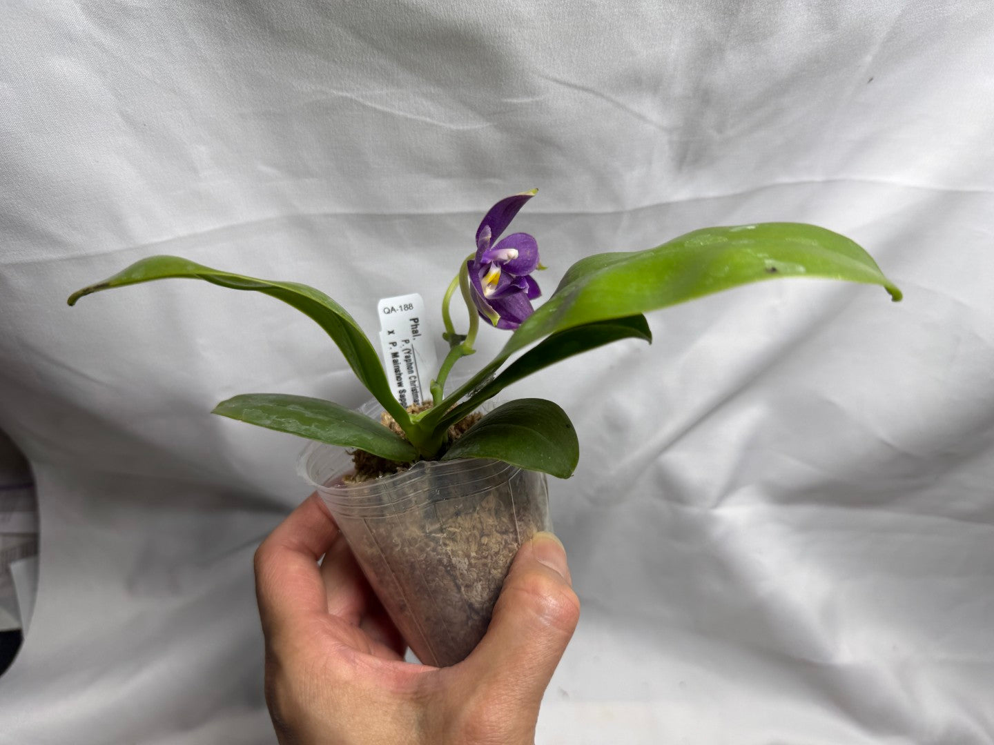 QA188 Phalaenopsis (Yaphon Christmas x KS Blue Ludde) x Mainshow Sapphire - Seed Grown 260626 Flowering
