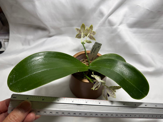 QA196 Phalaenopsis KS Blue Ludde X Mainshow Blue Elf - Seed Grown 260626 Flowering 2 spikes
