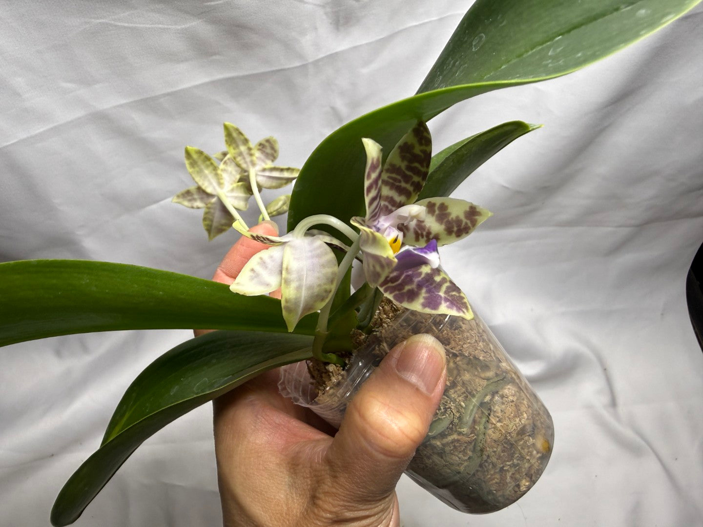QA196 Phalaenopsis KS Blue Ludde X Mainshow Blue Elf - Seed Grown 260626 Flowering 2 spikes