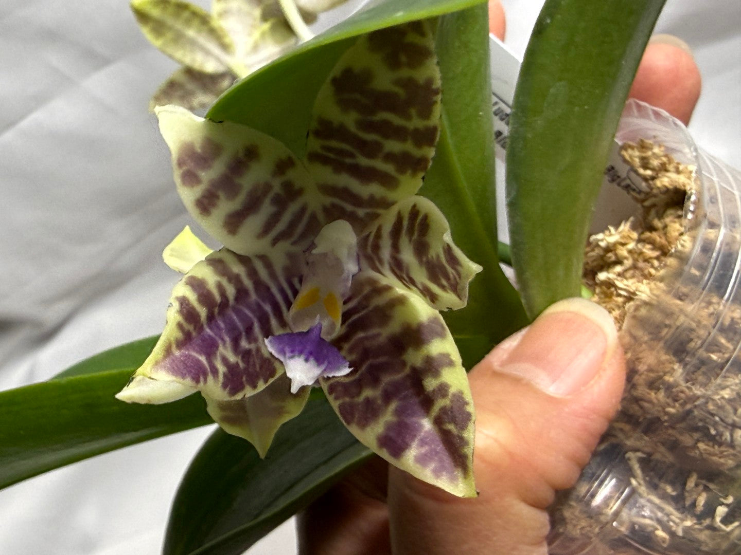 QA196 Phalaenopsis KS Blue Ludde X Mainshow Blue Elf - Seed Grown 260626 Flowering 2 spikes