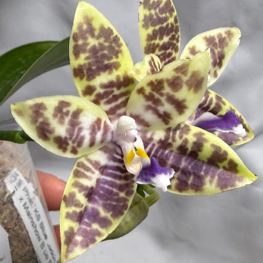 QA196 Phalaenopsis KS Blue Ludde X Mainshow Blue Elf - Seed Grown 260626 Flowering 2 spikes