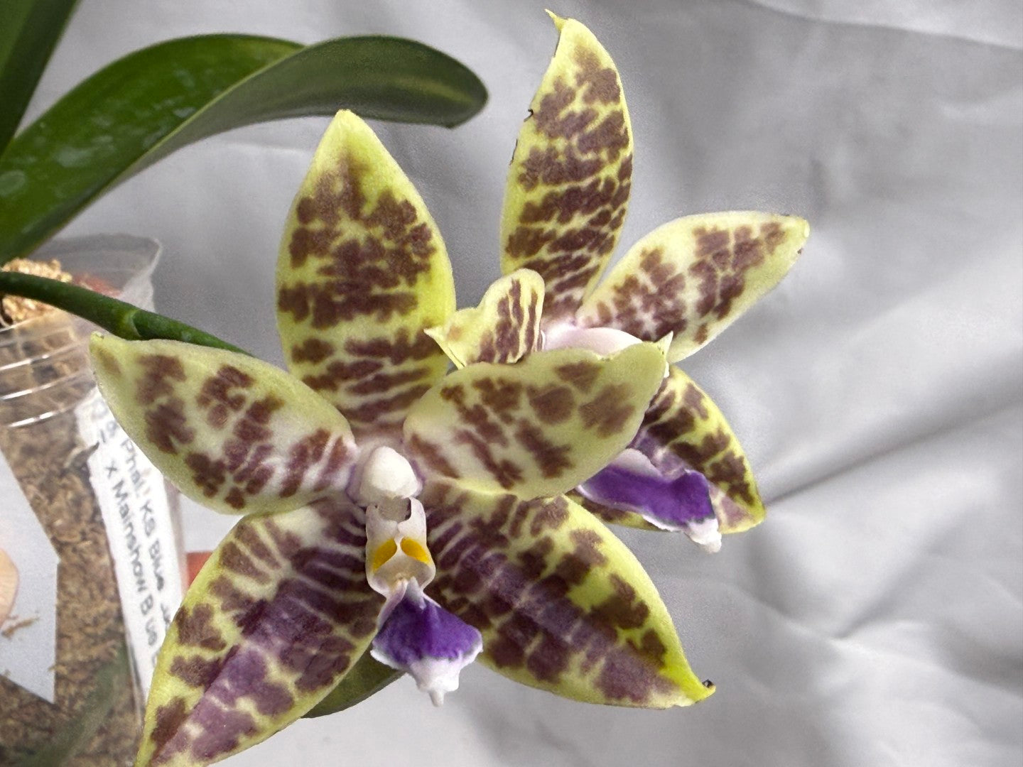 QA196 Phalaenopsis KS Blue Ludde X Mainshow Blue Elf - Seed Grown 260626 Flowering 2 spikes