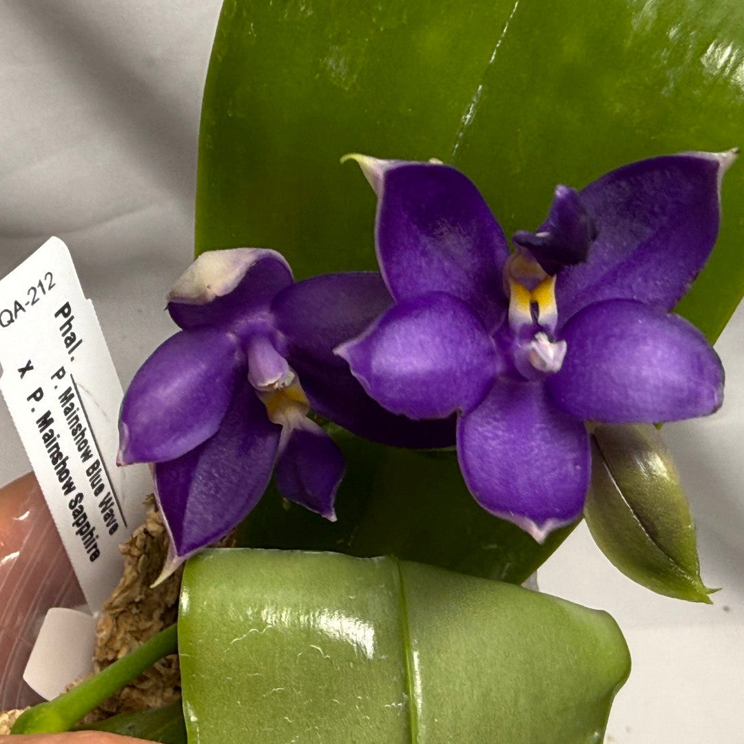QA212 Phalaenopsis Mainshow Blue Wave X Mainshow Sapphire - Seed Grown 260626-A Flowering 2 spikes