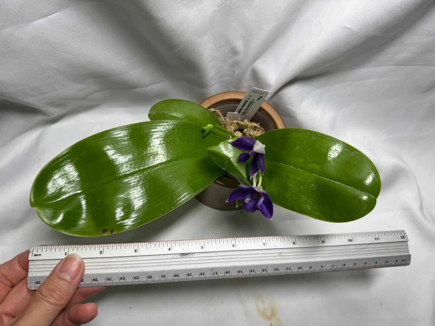 QA212 Phalaenopsis Mainshow Blue Wave X Mainshow Sapphire - Seed Grown 260626-A Flowering 2 spikes