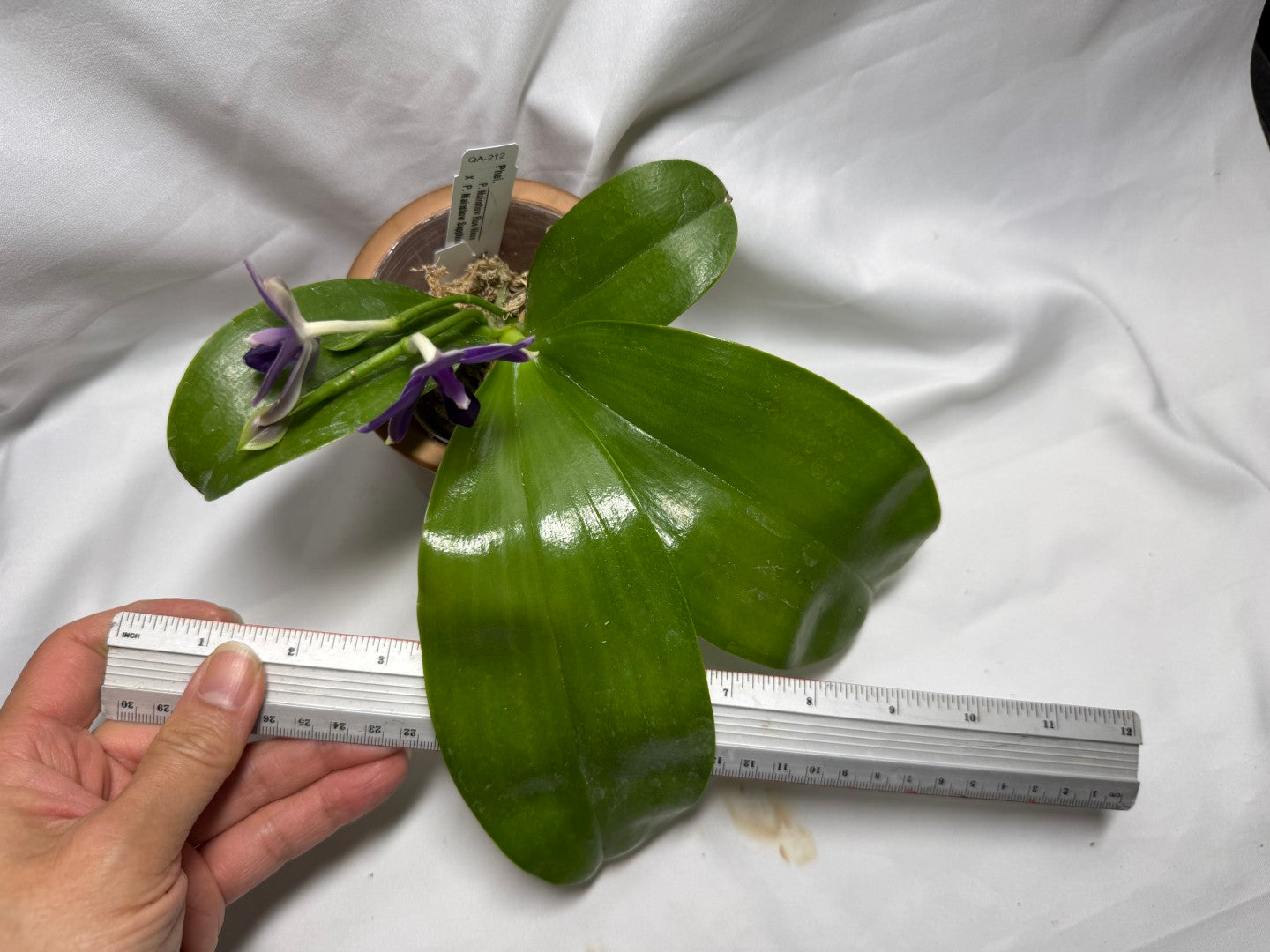 QA212 Phalaenopsis Mainshow Blue Wave X Mainshow Sapphire - Seed Grown 260626-B Flowering 2 spikes