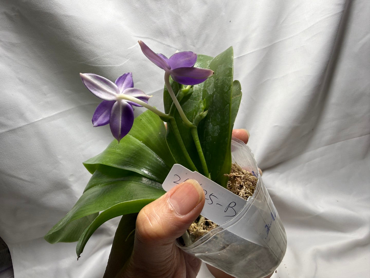 QA212 Phalaenopsis Mainshow Blue Wave X Mainshow Sapphire - Seed Grown 260626-B Flowering 2 spikes
