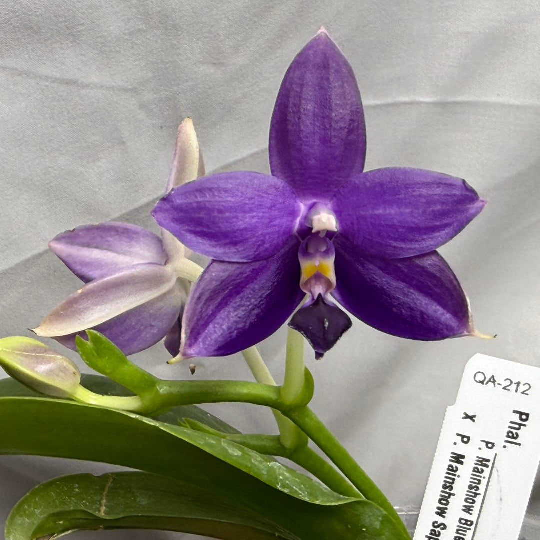 QA212 Phalaenopsis Mainshow Blue Wave X Mainshow Sapphire - Seed Grown 260626-B Flowering 2 spikes