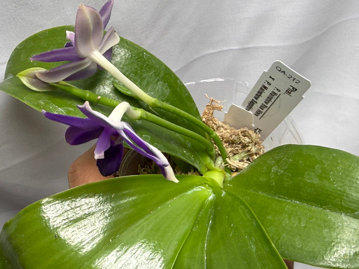 QA212 Phalaenopsis Mainshow Blue Wave X Mainshow Sapphire - Seed Grown 260626-B Flowering 2 spikes