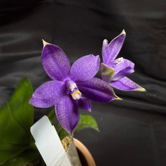 QA212 Phalaenopsis MS Sapphire Tide - Seed Grown 260707 Flowering