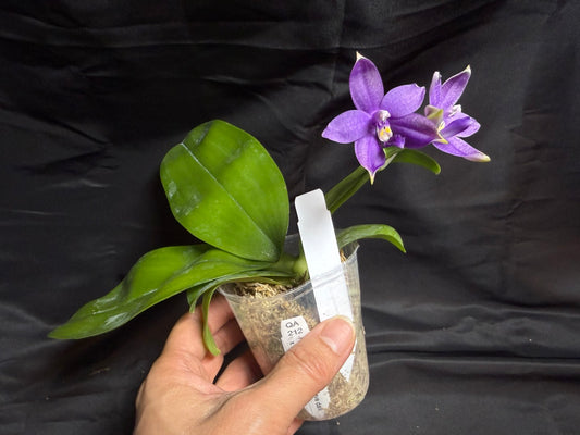 QA212 Phalaenopsis MS Sapphire Tide - Seed Grown 260707 Flowering