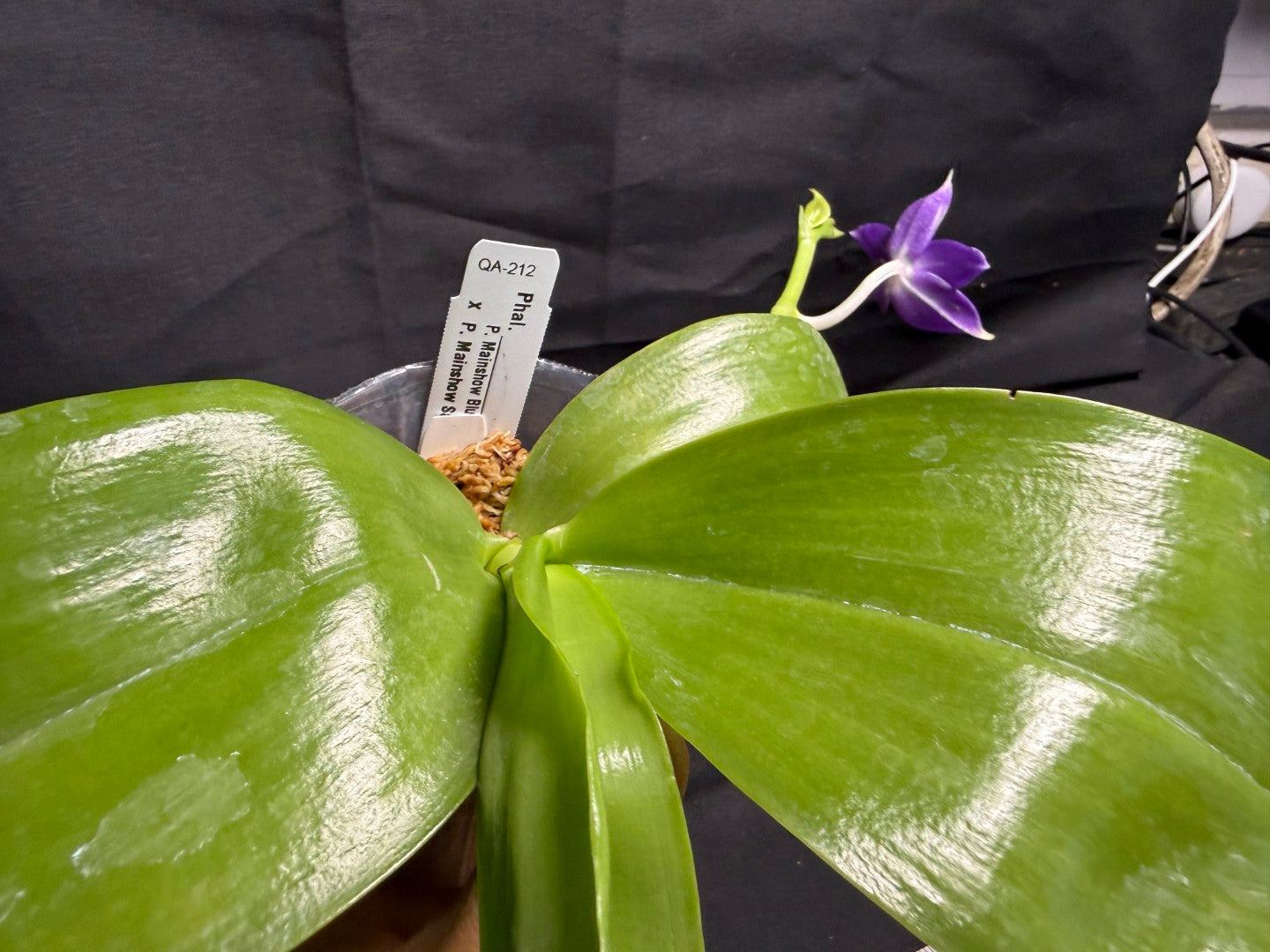 QA212 Phalaenopsis MS Sapphire Tide - Seed Grown 260708-A Flowering