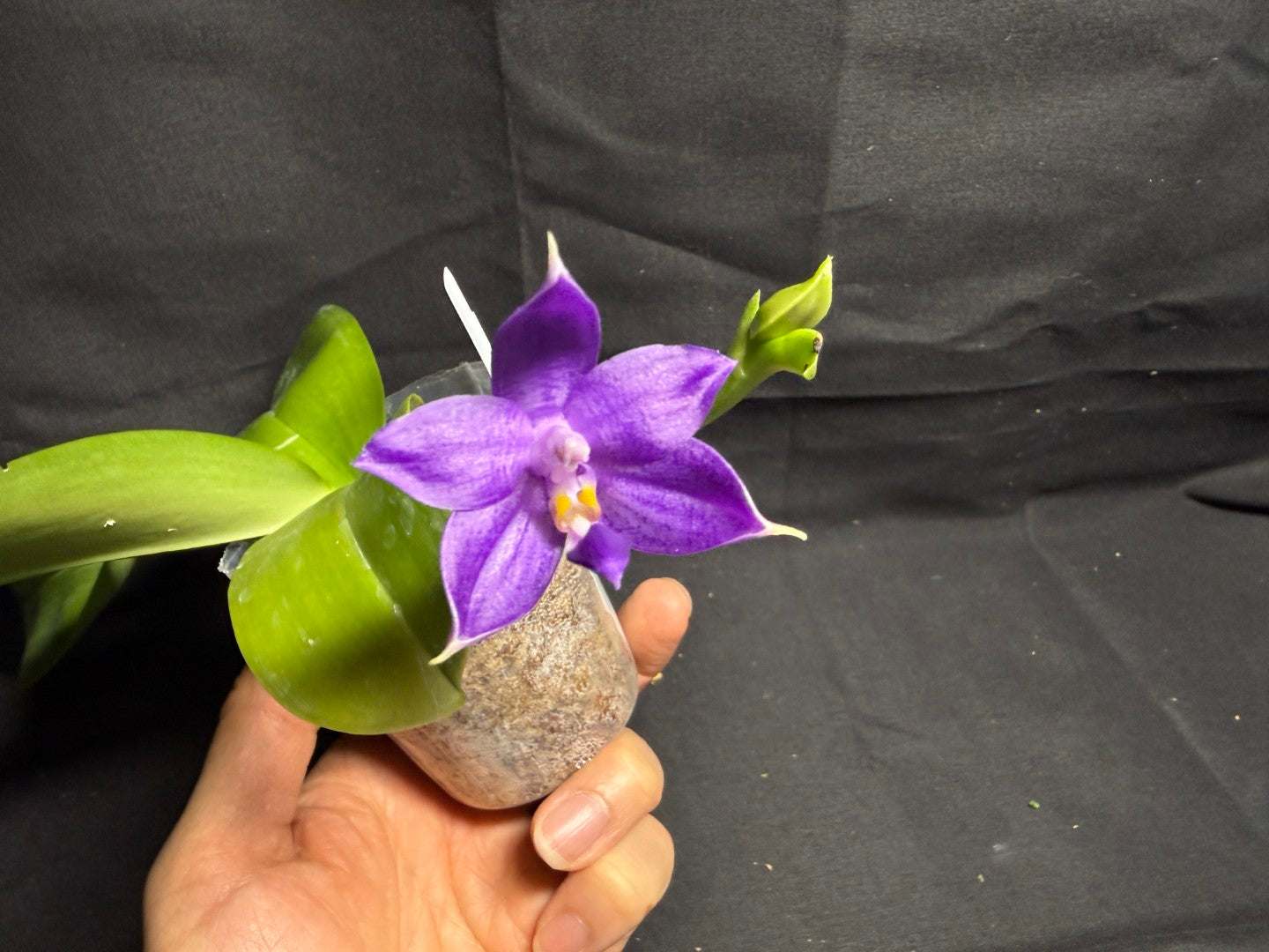 QA212 Phalaenopsis MS Sapphire Tide - Seed Grown 260708-A Flowering