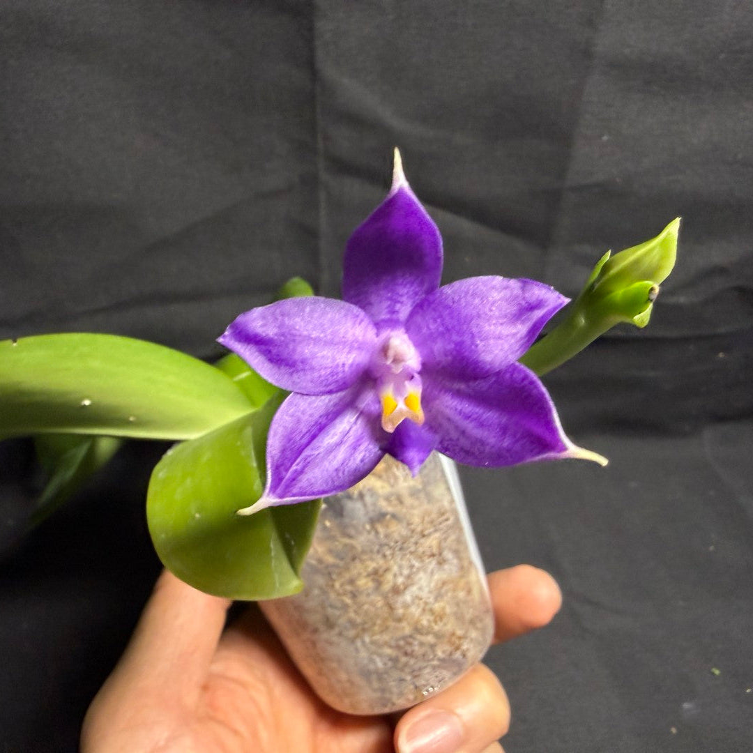 QA212 Phalaenopsis MS Sapphire Tide - Seed Grown 260708-A Flowering