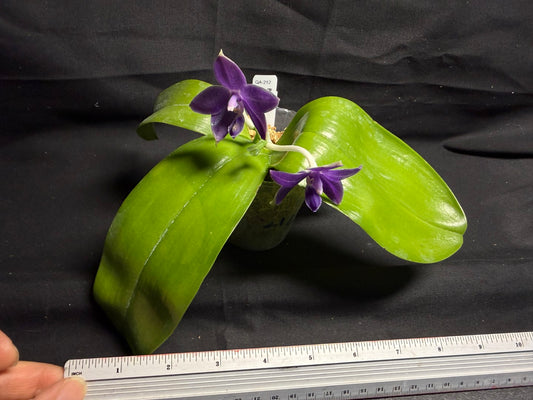 QA212 Phalaenopsis MS Sapphire Tide - Seed Grown 260708-B Flowering