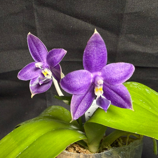 QA212 Phalaenopsis MS Sapphire Tide - Seed Grown 260708-B Flowering