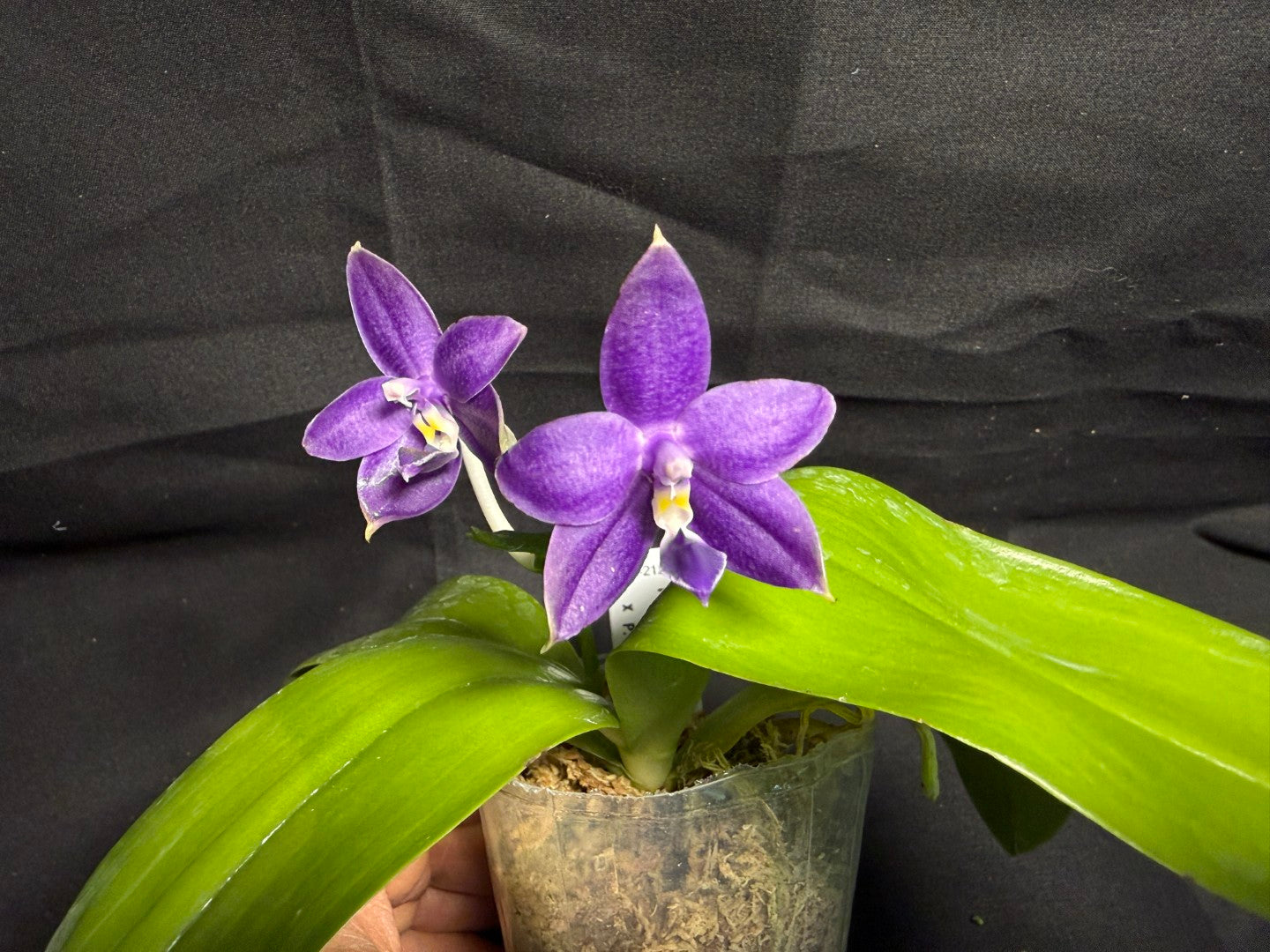 QA212 Phalaenopsis MS Sapphire Tide - Seed Grown 260708-B Flowering