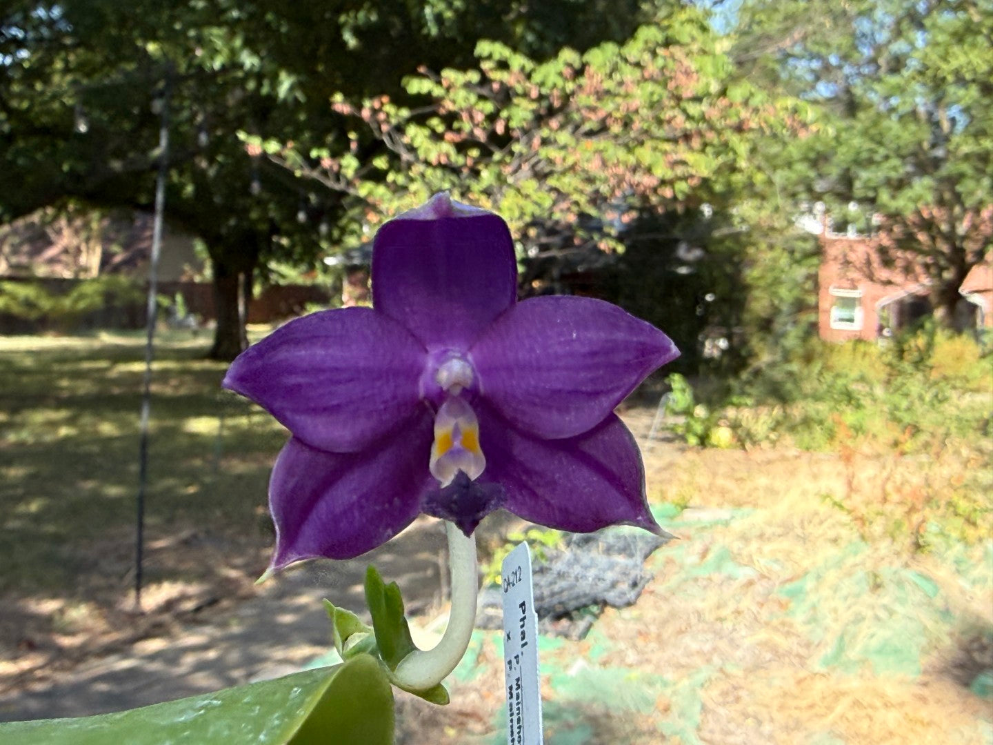 QA212 Phalaenopsis MS Sapphire Tide - Seed Grown 260816-B Flowering