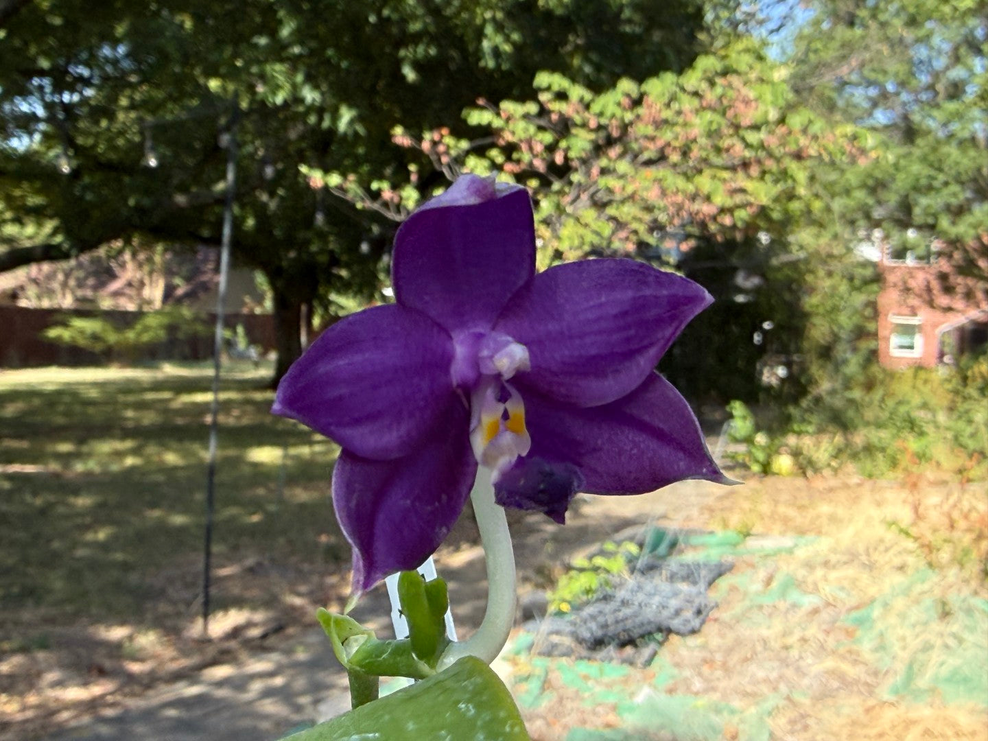 QA212 Phalaenopsis MS Sapphire Tide - Seed Grown 260816-B Flowering