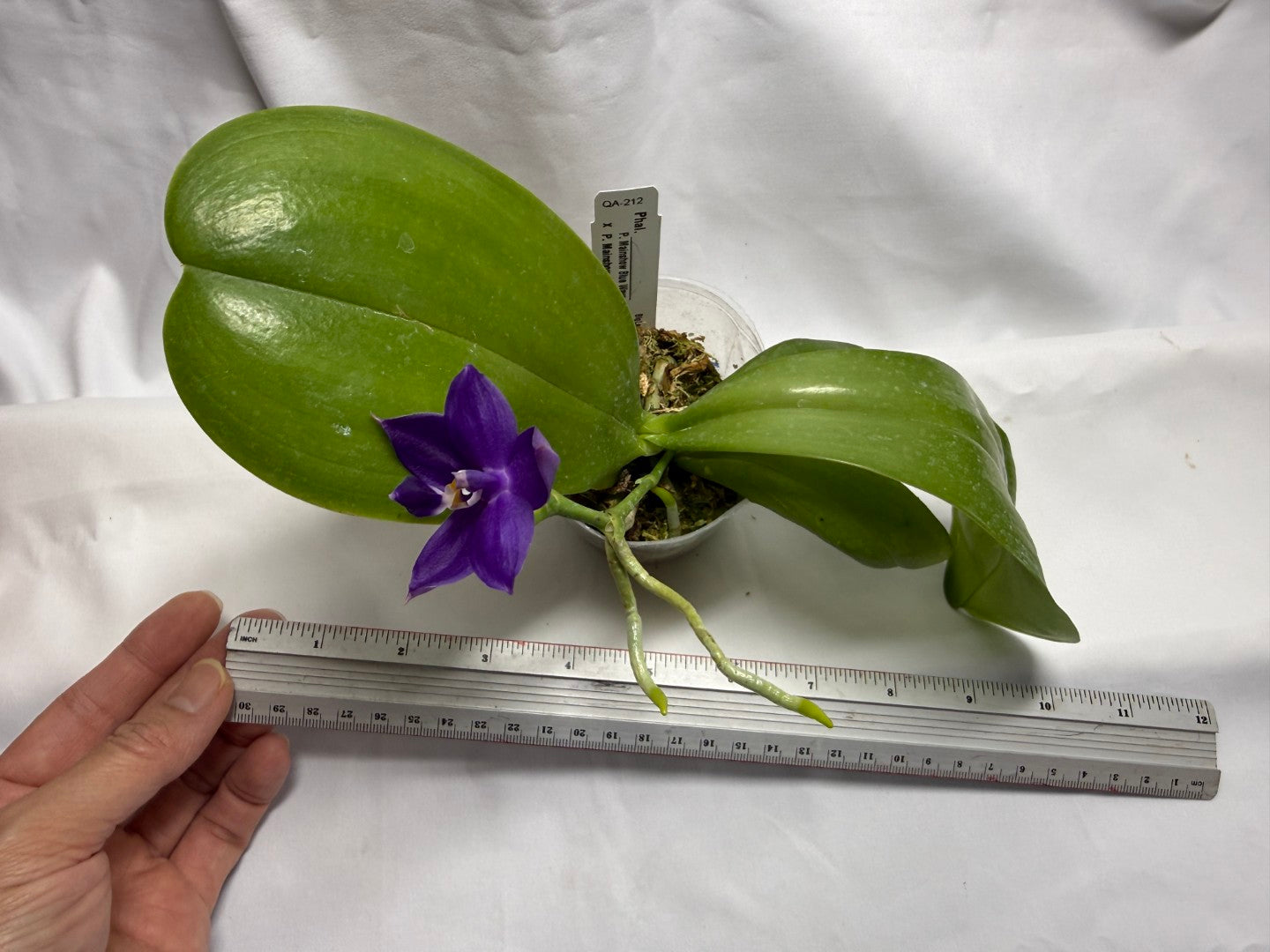 QA212 Phalaenopsis MS Sapphire Tide - Seed Grown 260816-B Flowering