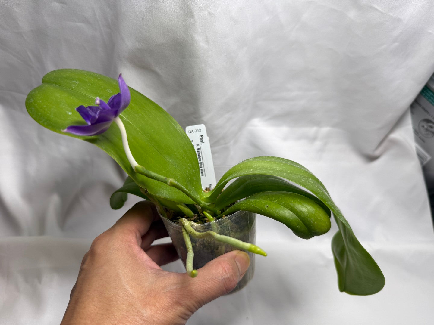 QA212 Phalaenopsis MS Sapphire Tide - Seed Grown 260816-B Flowering