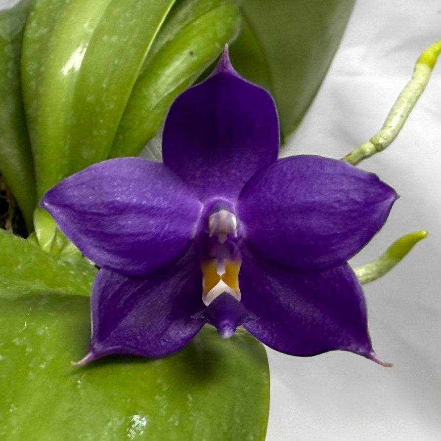 A single purple orchid flower with a small yellow and white center, growing from green leaves against a white fabric background.