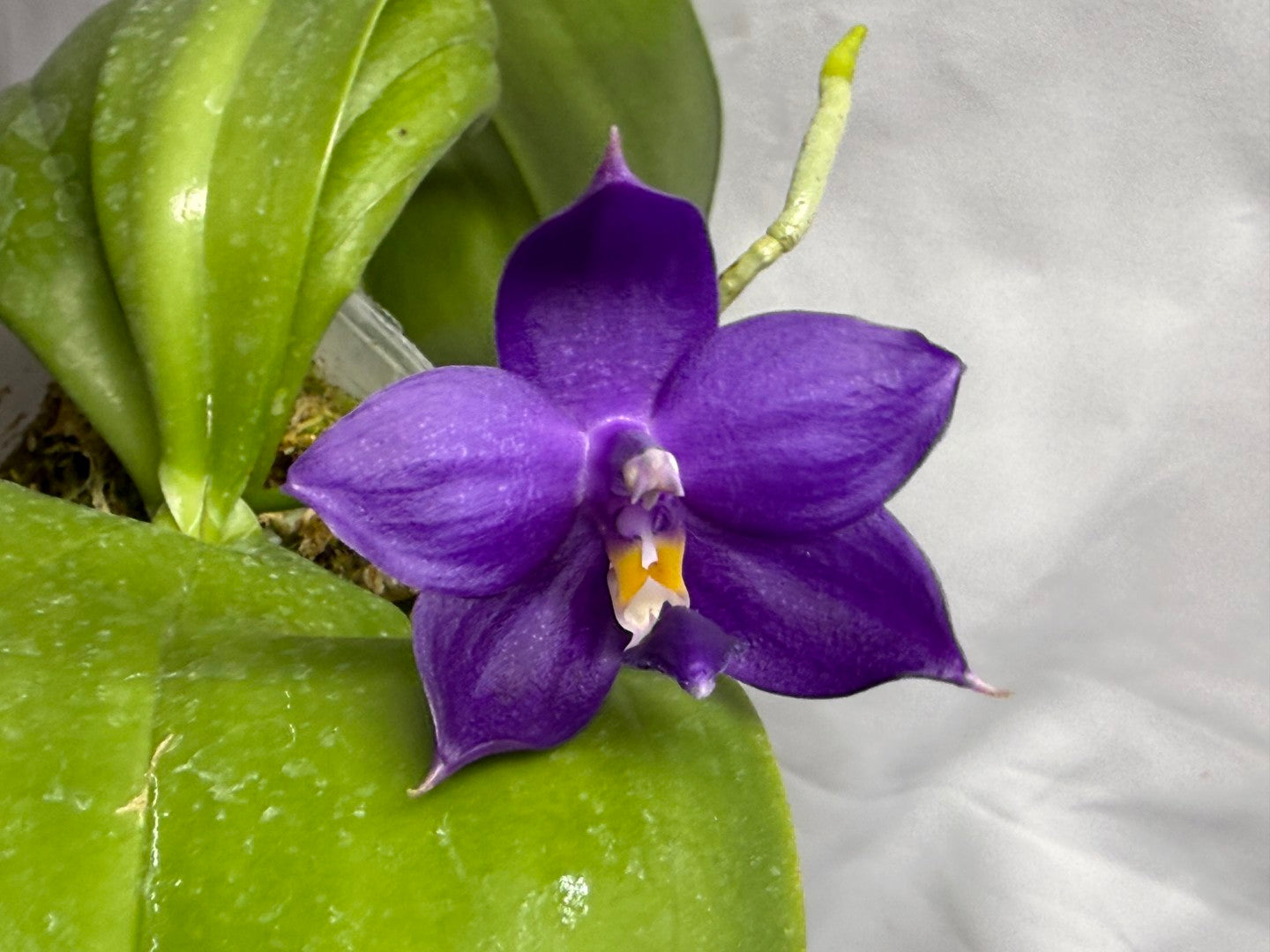 QA212 Phalaenopsis MS Sapphire Tide - Seed Grown 260816-B Flowering