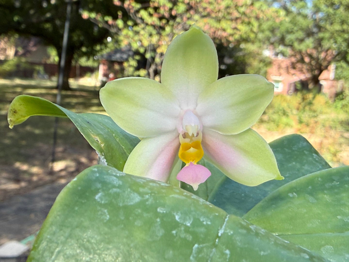 QA219 Phalaenopsis bellina f. delicata (pink) x sib - Seed Grown 260816 Flowering