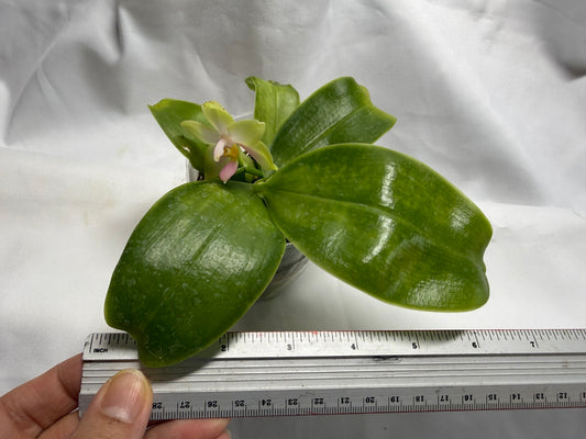 QA219 Phalaenopsis bellina f. delicata (pink) x sib - Seed Grown 260816 Flowering