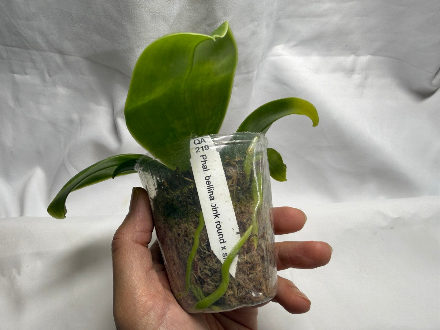 QA219 Phalaenopsis bellina f. delicata (pink) x sib - Seed Grown 260816 Flowering